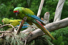 Great Green Macaw